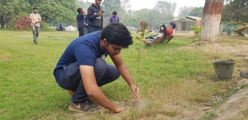 Tree plantation at Changa Manga Forest, Pakistan