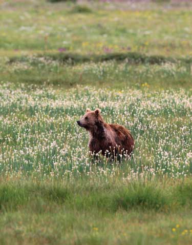 Deosai National Park
